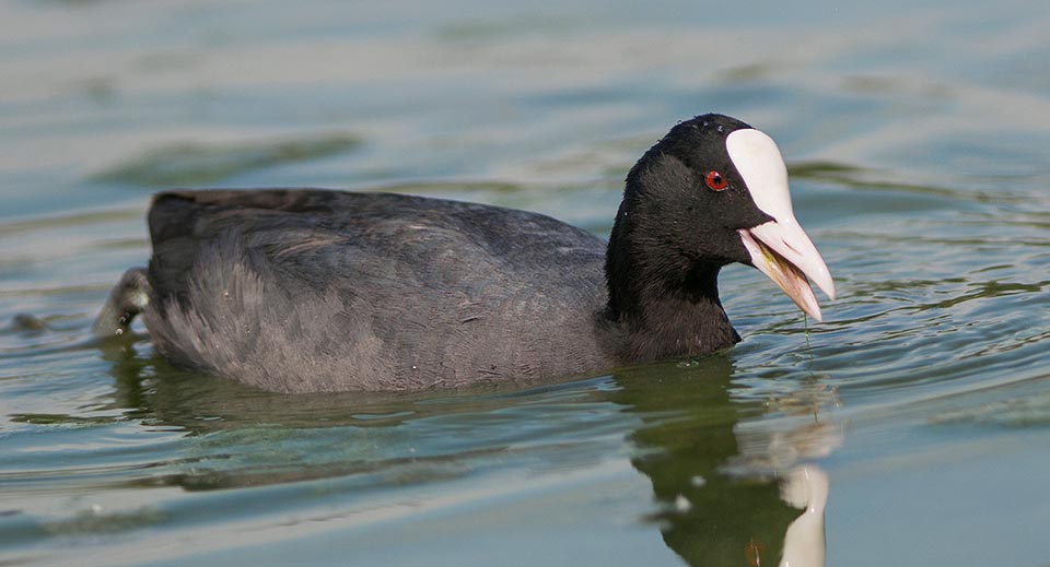 Fulica astra distribution range is very vast: from Europe and North Africa through Asia up to Siberia and Australia.