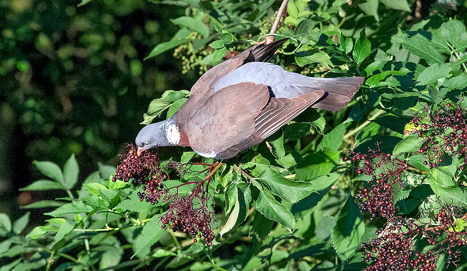 Ils sont mûrs et irrésistibles et depuis toujours ses fruits préférés, avec ceux du lierre, les glands et la salade d'inflorescences de hêtre © Giuseppe Mazza