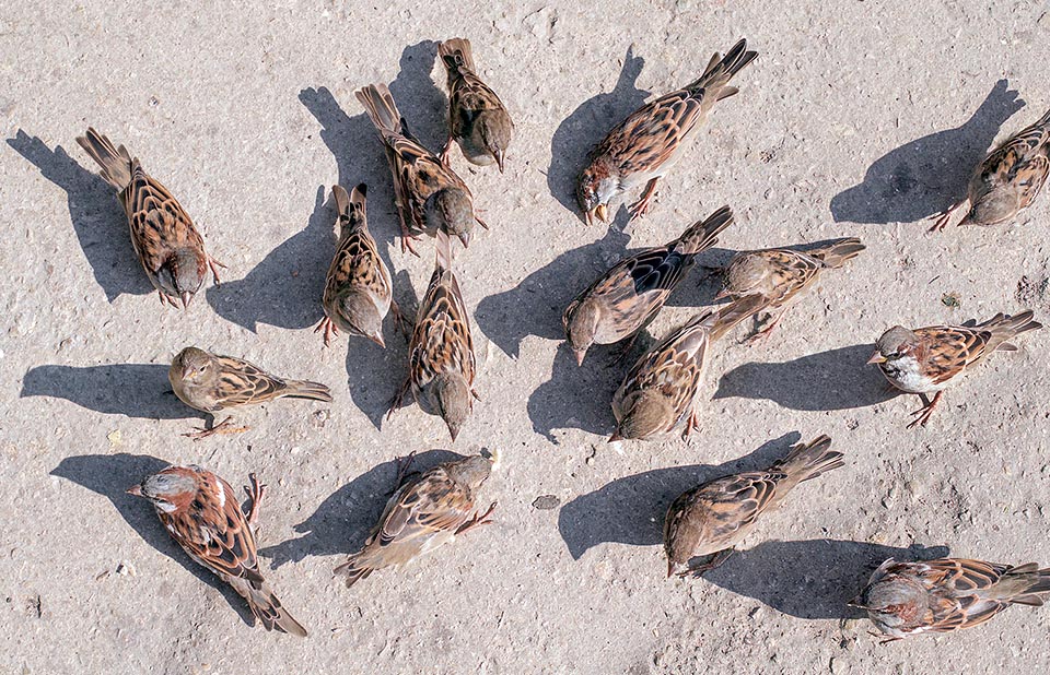 Just throw some bread crumb in a Dutch public garden alley and here are 16 hungry small heads entering the frame © Giuseppe Mazza