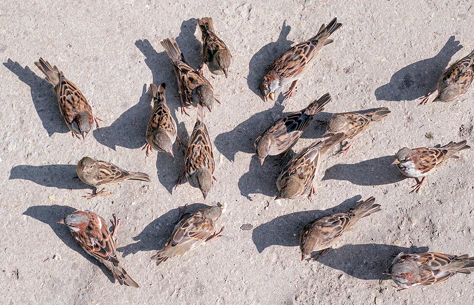 Basta gettare qualche briciola di pane nel viale di un giardino pubblico olandese e di colpo ecco entrare 16 testoline affamate nell’inquadratura © Giuseppe Mazza