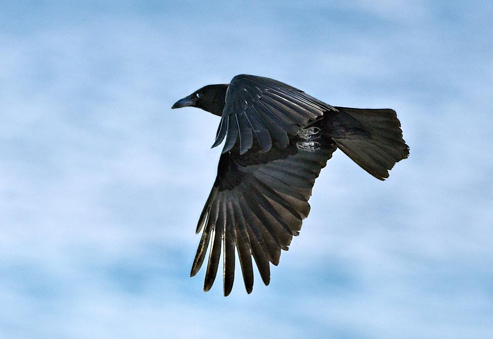 Celle-ci est la Corneille noire, légèrement plus petite et sans zones grises. À l'heure actuelle certains taxonomistes voudraient l'appeler Corvus Corone corone et suivant cette approche notre Corneille mantelée serait Corvus Corine cornix. Dans l'attente de vérifications génétiques, la discussion est ouverte © Gianfranco Colombo