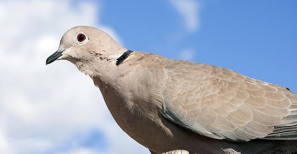 Once the range of this bird went from Middle East to Manchuria. Early in the XX century, stealthily, without any noise, the collared dove gets on the Danube, in 1947 occupies Holland as bridgehead, the next year Denmark, in 1949 Sweden, in '52 Belgium and UK, in '57 Scotland © Giuseppe Mazza