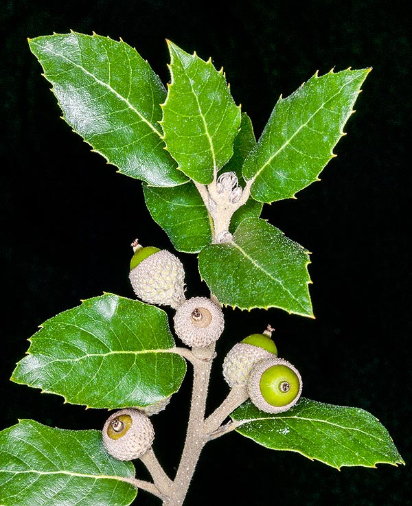 Branche avec glands en formation. Les feuilles du chêne vert nous offrent un exemple de sclérophyllie (adaptation mise en œuvre par les plantes dans les milieux arides grâce à des limbes foliaires durs et coriaces pour réduire l'évaporation) et d'hétérophyllie (feuilles de forme differente sur la même plante) © Giuseppe Mazza