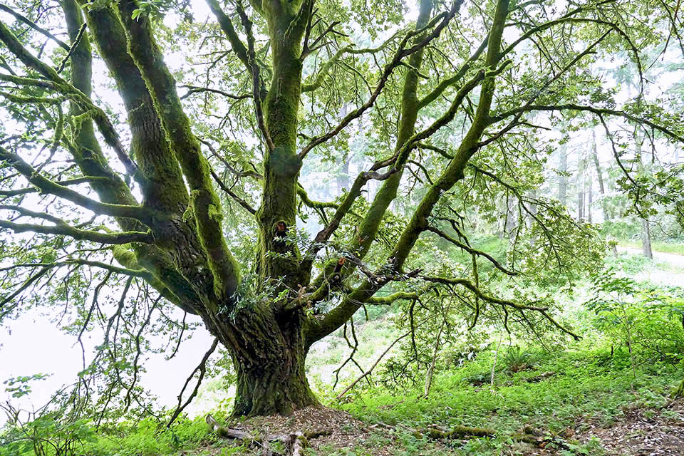 Notholithocarpus densiflorus