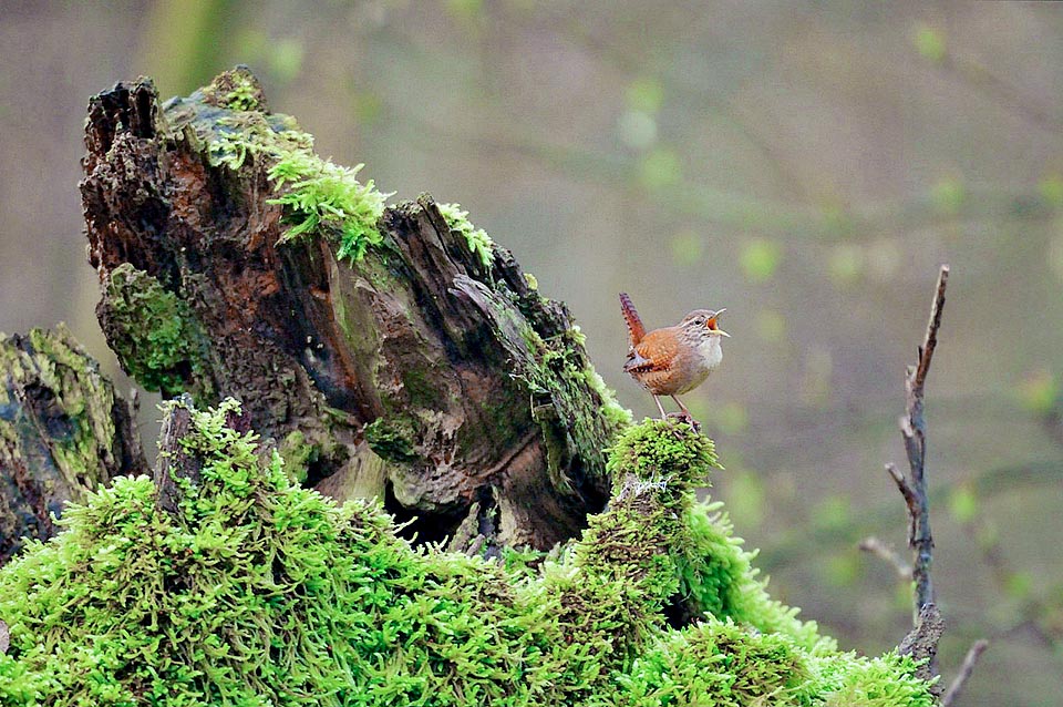 Specie nel periodo riproduttivo, si aggira in boschi umidi e ombrosi, con sottobosco ricco di rocce e tronchi affioranti ricoperti da felci e licheni © Agostino Codazzi