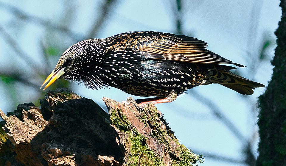 Native to Eurasia it has diffused in almost all the world, but South America and lands close to poles. One of the 100 species of animals more invasive and harmful of planet © Alvaro Dellera