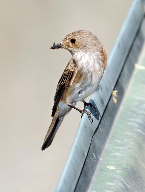 Muscicapa striata, Muscicapidae, Spotted flycatcher