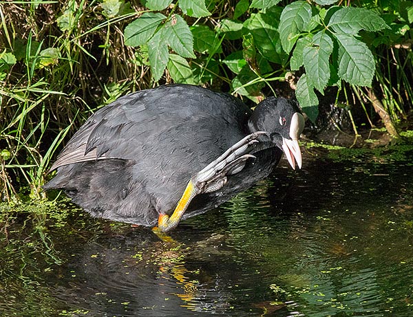 Fulica atra tocca raramente il suolo, a meno che veda una preda ghiotta, o come qui, lungo l'argine, in occasione della toilette, mentre si pettina accuratamente con le lunghe dita semipalmate dalle unghie affilate © G. Mazza