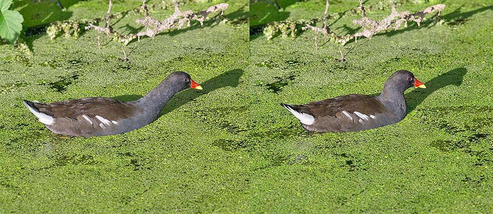 La poule d’eau se reconnaît aussi à sa façon de nager, de manière saccadée, vraiment différente de celle des canards, avec un mouvement continu de la tête d'avant en arrière © Giuseppe Mazza