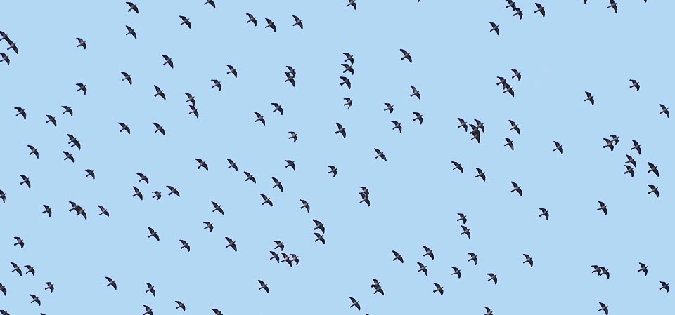 Mais aujourd'hui le Pigeon ramier s'est anthropisé et quand dans le ciel il en vole un groupe comme celui-ci, les agriculteurs sont, avec raison, inquiets pour leurs récoltes © Gianfranco Colombo
