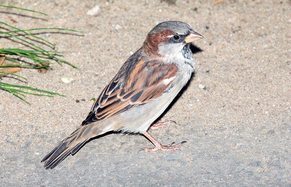 They talk of subspecies, for some to be raised to species. For instance this male has grey ash hood, whilst the Italian is hazelnut brown © Giuseppe Mazza