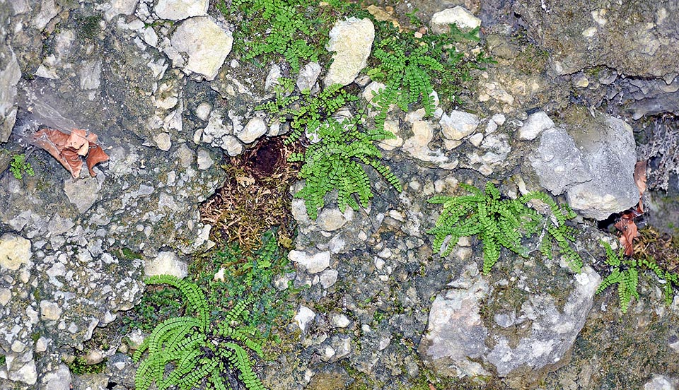 He aquí el hogar del chochín común: un orificio casi invisible, camuflado entre las rocas, del que entra y sale de improviso, rápido como un topillo. Una vida, en resumen, de cavernícola, como subraya con insistencia el nombre genérico y el epíteto específico, del griego “troglo” = caverna y “dutes” = habitante © Gianfranco Colombo