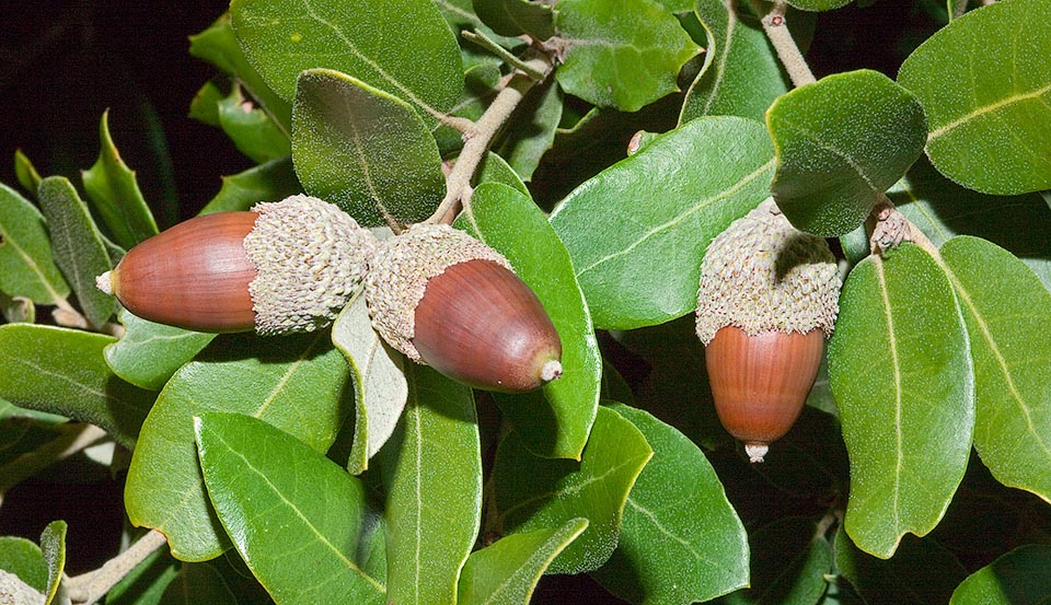 La polinización es anemófila (efectuado por el viento) y las bellotas maduras están parcialmente cubiertas por una característica cúpula © Giuseppe Mazza