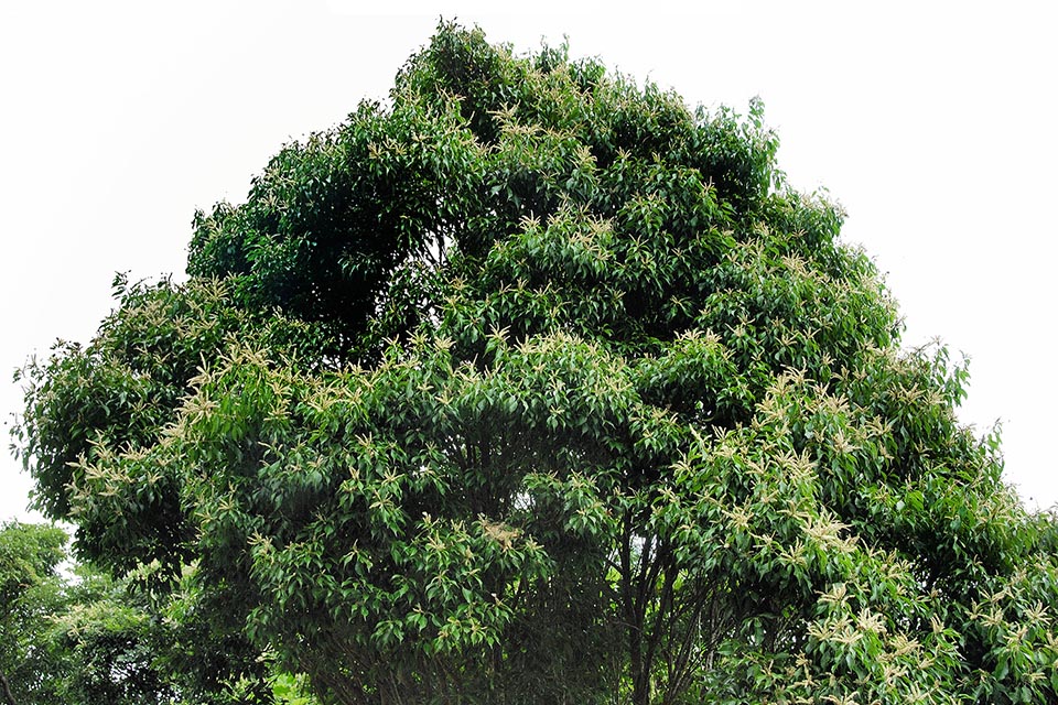 Lithocarpus konishii