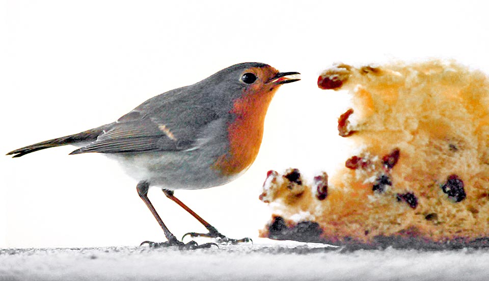 En Navidad un pedazo de panettone en el alfeizar es lo más incluso para un insectívoro que en invierno se transforma parcialmente en frugívoro, buscando las últimas bayas que quedan, semillas y frutos marcescentes. Ahora mendiga a menudo el pan, trozos de queso y las más calóricas migas de dulces © Agostino Codazzi