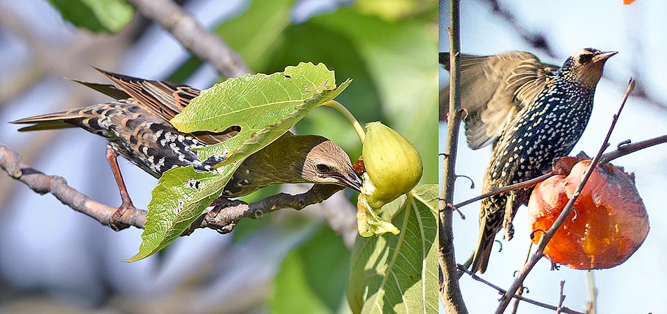 Here active in the home orchards. Olive groves and vineyards stand among the most affected and even if eats many insects the agricultural balance is surely in red © Agostino Codazzi e Gianfranco Colombo