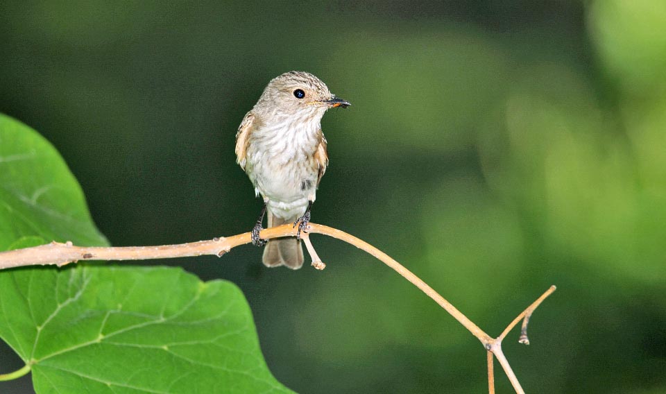 Muscicapa striata, Muscicapidae, Spotted flycatcher