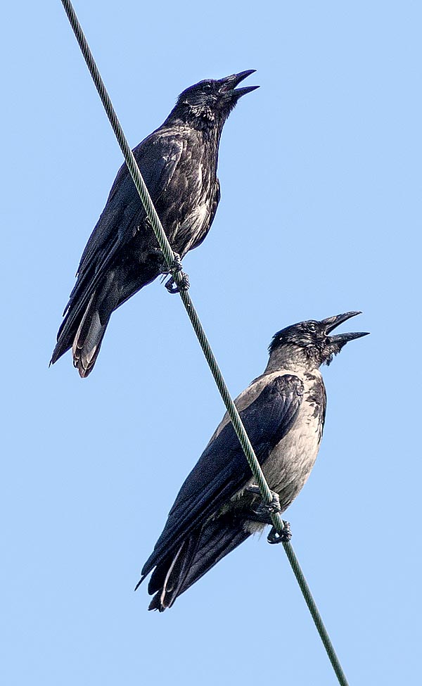 The ranges of these two birds are distinct but may overlap, especially in winter, in the boundary zones. So appear even hybrid crows like that on top close to the mother © Gianfranco Colombo