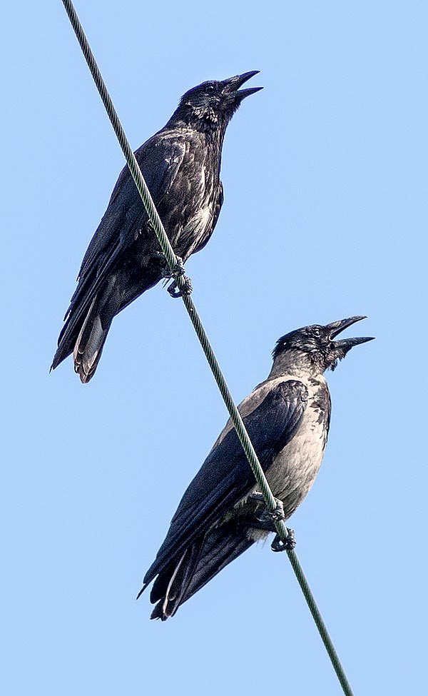 Gli areali di questi due uccelli sono distinti ma possono sovrapporsi, specie d’inverno, nelle zone di confine. Nascono così talora anche cornacchie ibride come quella in alto accanto alla madre © Gianfranco Colombo