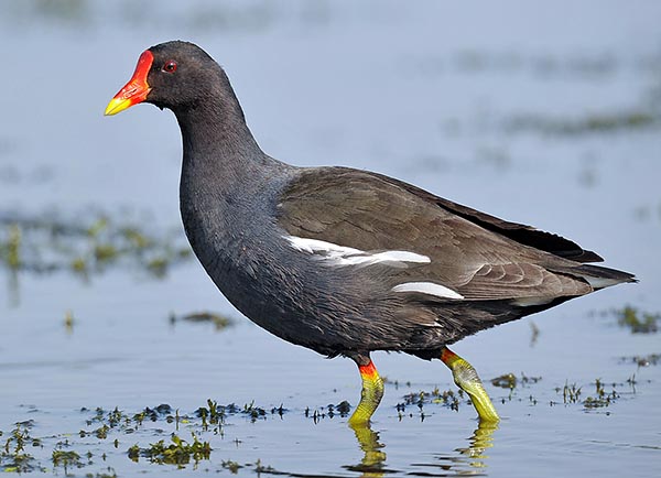 Le dos et les couvertures alaires sont noir-olive mat alors que le ventre est noir-ardoise uni avec des reflets métalliques. L’iris est rouge, les pattes sont verdâtre avec une bizarre jarretière rouge à la base des tibias © Gianfranco Colombo