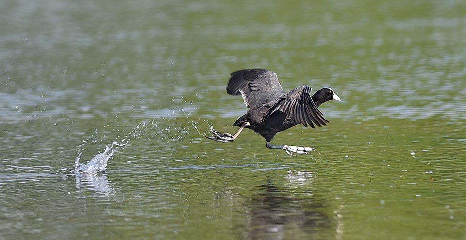 It's thanks to these lobed fingers that the coot does not sink while advancing easily among the aquatic plants, that may look for food on the bottom of water streams, swimming nimbly in immersion, and that may take off with a run on the water surface, seen that has only 70 cm of wingspan against 600-800 g of weight.