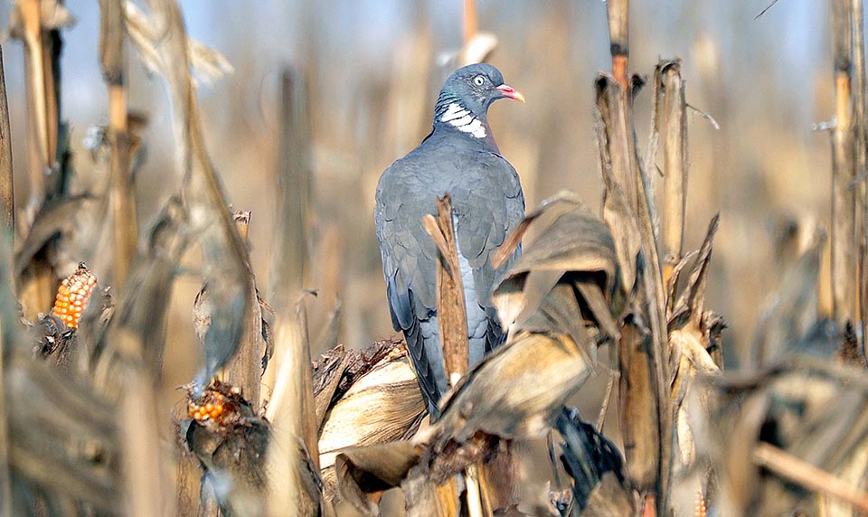 Le voici dans un champs de maïs, mais il cause aussi des dégâts aux cultures de blé, de riz, de soja et de tournesol, et peut même détruire un verger, brisant sous son poids les branches sur lesquelles il se pose en groupe. Les pigeons ramiers sont malheureusement des redoutables destructeurs de cultures © Gianfranco Colombo