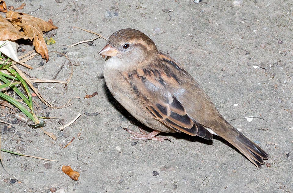 In the females the geographic differences are smaller. Here a tender Dutch one resting, with the wings released like the chicks © Giuseppe Mazza