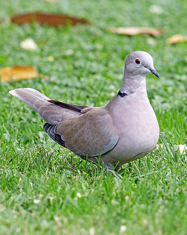 La voilà ici opportuniste dans les jardins publics, concurrente des merles, des pigeons et des moineaux © Giuseppe Mazza