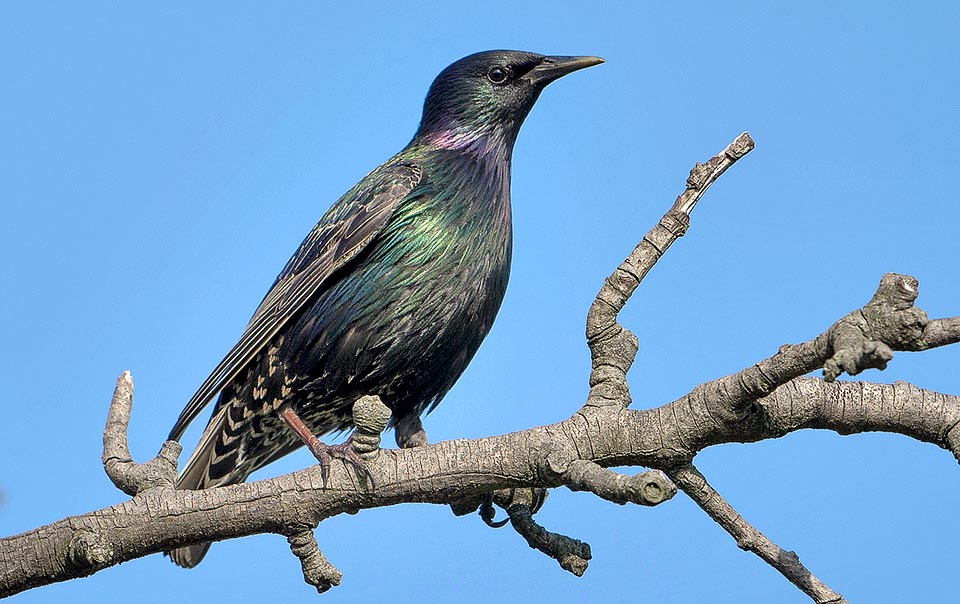 The starling gets nice looking for the reproduction. The black turns dominant with longer nuptial feahers, almost filiform, with bronze greenish metallic reflections © Gianfranco Colombo