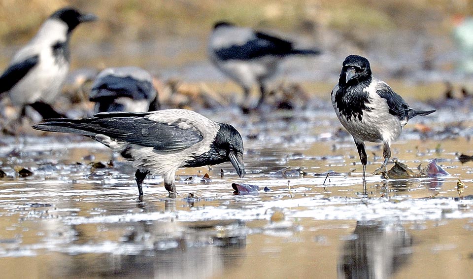 Corvus cornix eats everything, even rubbish and corpses. Destroys vegetables and cultivations. Digs up the grains of corn freshly planted or unwraps the panicles © Gianfranco Colombo