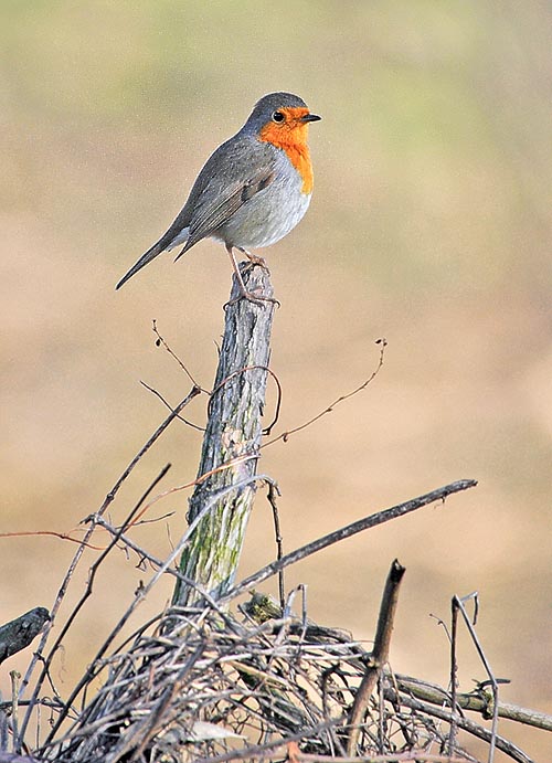 En haut d’un piquet, ce rouge-gorge surveille son paysan, prêt à fondre sur le premier vermisseau qui sort dans le potager ou d’un sillon du labour aux champs © G. Colombo