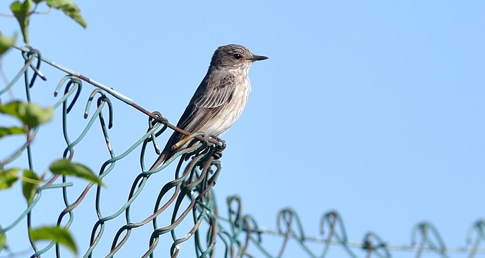 Muscicapa striata, Muscicapidae, Papamoscas gris