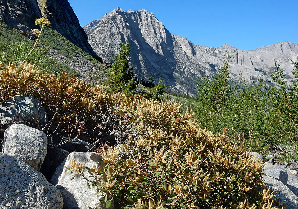 Chrysolepis sempervirens