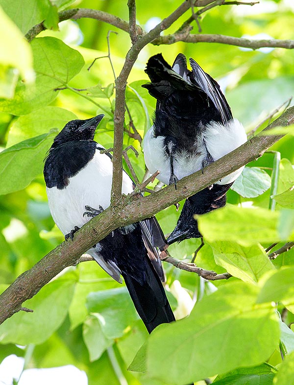 A pair of Eurasian magpie. In England, masked recovery superstition, they say that meeting a magpie alone carries evil, 2 together bode well, 3 herald a marriage and 4 a son birth © Giuseppe Mazza
