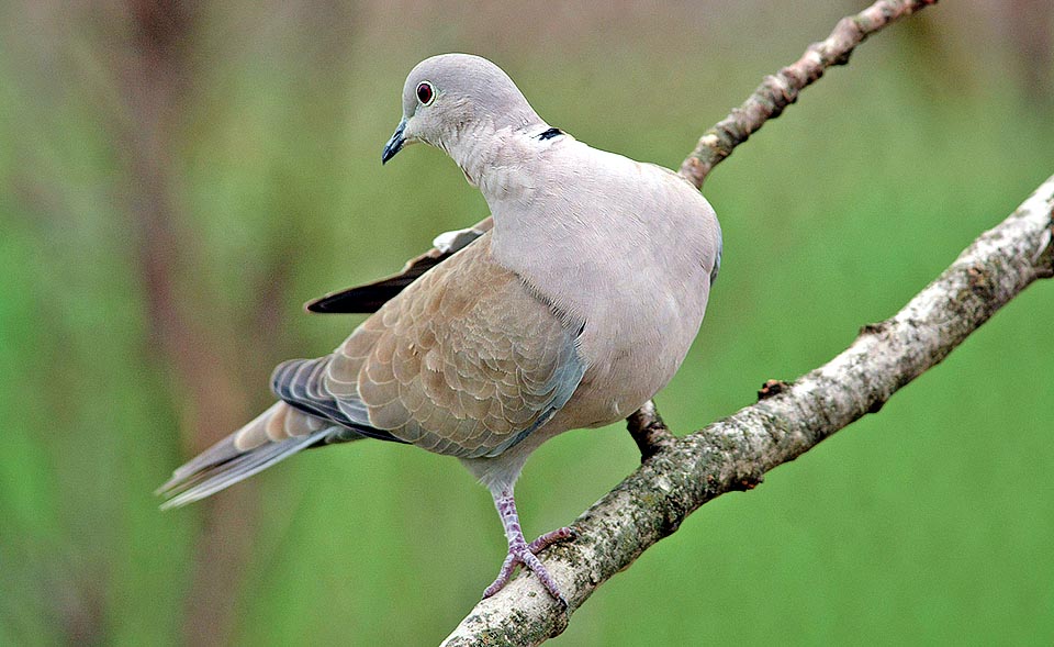 It eats grains, insects and fruits, but now with its insistent “ku kùùùù ku” repeated 6 times, as shows counting the sounds, the scientific name, keeps an eye on man © Alvaro Dellera