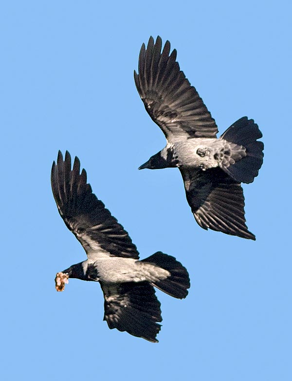 But mostly, especially in the reproductive time, the Grey crow does without qualms slaughters of nestlings to carry, like here, fresh meat to the chicks needing proteins to grow up © Gianfranco Colombo