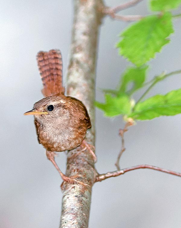 No para quieto, siempre rondando en busca de pequeños insectos de los que se alimenta, en una frenética danza a saltos con la cola en vertical, típicamente erecta casi tocando la nuca © Gianfranco Colombo