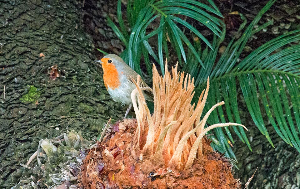 Cet autre Erithacus rubecula, plus chanceux, hiverne comme les riches de la Belle Époque dans les jardins luxuriants du Casino de Monte-Carlo. Avec tous les touristes de passage la nourriture ne manque jamais et certains rouge-gorge ne veulent plus migrer et s’attardent bien au delà de la normale. Peut-être deviennent-ils sédentaires et se reproduisent-ils dans la Principauté, puisqu'en mai bien avancé on les trouve encore à picorer sans arrêt, du matin au soir, sous les rosiers en fleurs © Giuseppe Mazza