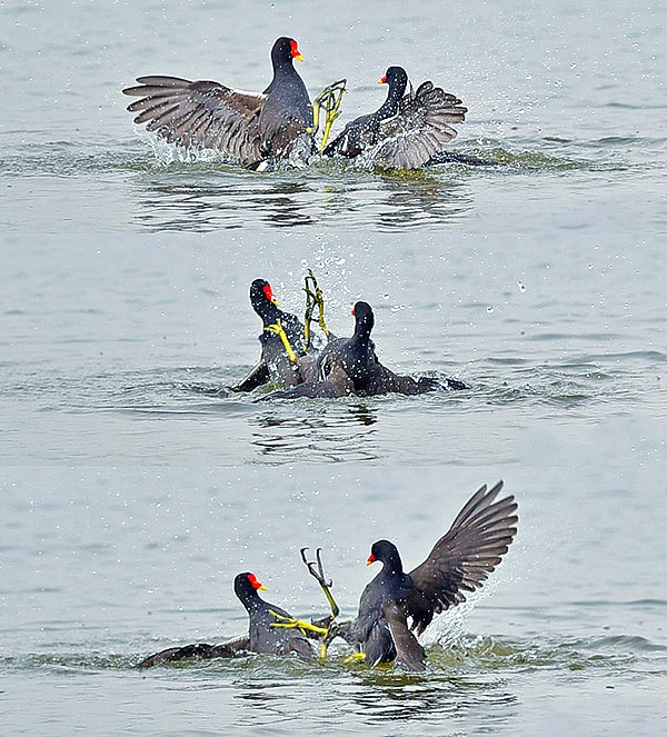 La Gallinula chloropus montre un tempérament querelleur toute l’année, souvent motivé par le danger présumé d’une éventuelle invasion de son territoire ou par l’idée, réciproque, que l’adversaire attaque. De furieux combats naissent ainsi, affrontements à grands coups de pattes et de violents coups de griffes suivis de poursuites sur l’eau et de diverses tentatives pour noyer l’adversaire en le tenant sous l’eau © Gianfranco Colombo