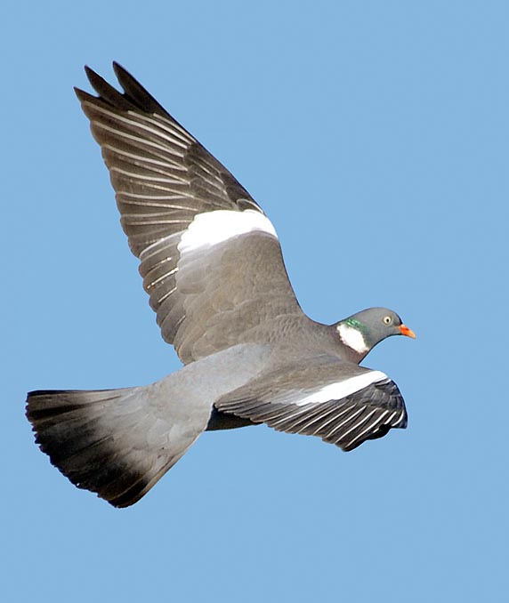 Poi, come niente fosse, il vandalo scappa. Quasi il doppio del comune piccione torraiolo, la Columba palumbus raggiunge i 40 cm di lunghezza, con 75 cm d’apertura alare ed anche 600 g © G. Colombo