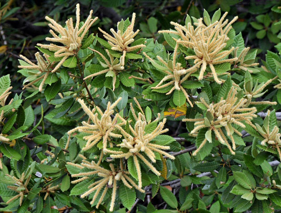 Notholithocarpus densiflorus