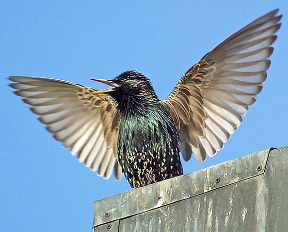 Puis il bat des ailes comme un fou pour se faire remarquer dans le groupe © Agostino Codazzi