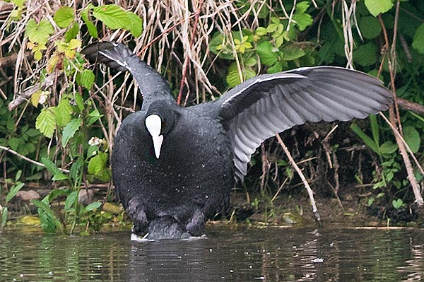 As happens for many ducks, the mallard for instance, also the mating of Fulica astra occurs in water, with the female in apnea, almost invisible below.