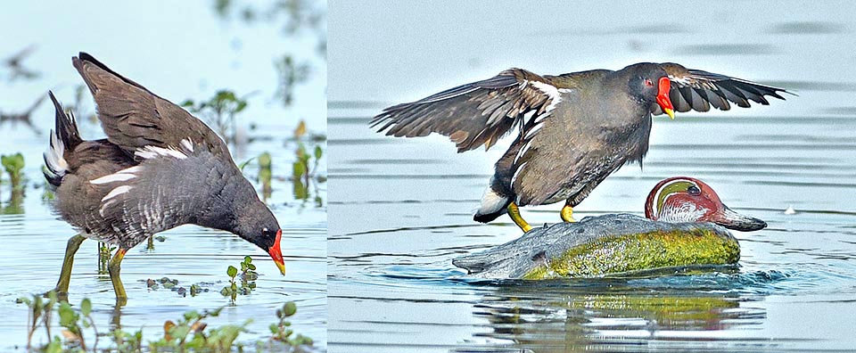 Mâles et femelles partent à l'attaque décidés, la tête basse, contre tout intrus... y compris le faux canard flottant d’un chasseur © Gianfranco Colombo