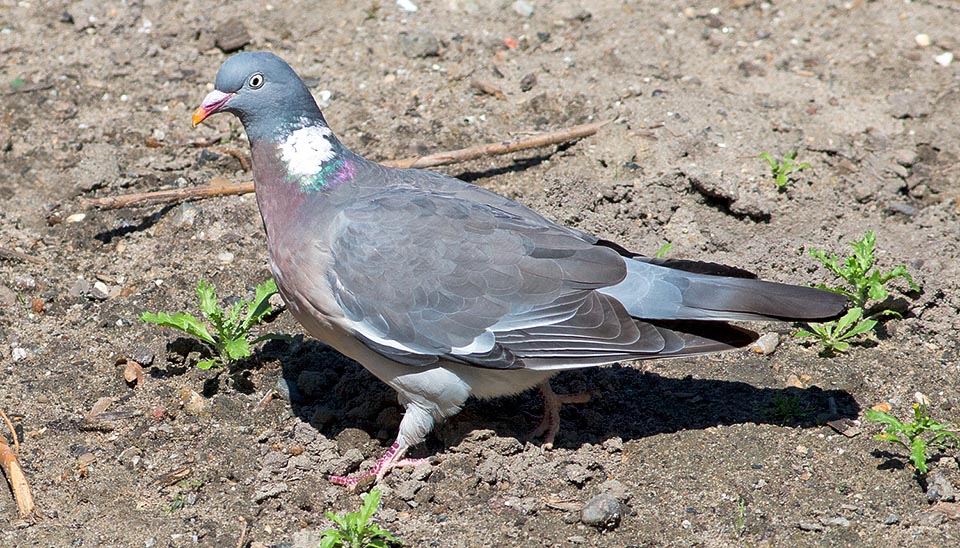 Alors que chez le pigeon biset, souvent hybridé avec le pigeon domestique, la livrée varie, ici il y a toujours les bandes alaires blanches, bien visibles en vol, et le collier © Giuseppe Mazza