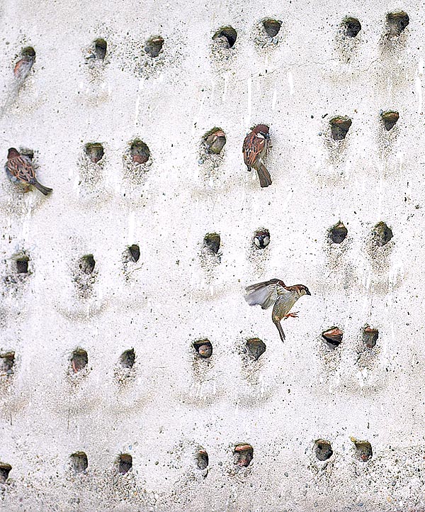 They were buildings full of niches for the nests, accessible from inside, to take chicks with the right weight © Gianfranco Colombo