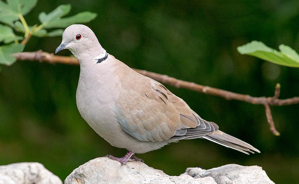 Environ 30 cm de long, 150-200 g et 45 cm d'envergure. Couleur de la livrée : le “gris tourterelle”, qui tire son nom de cet oiseau © Giuseppe Mazza