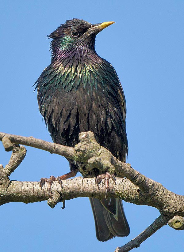 The bill turns yellow. The iris is light brown-grey in the females and deep brown in males © G. Colombo