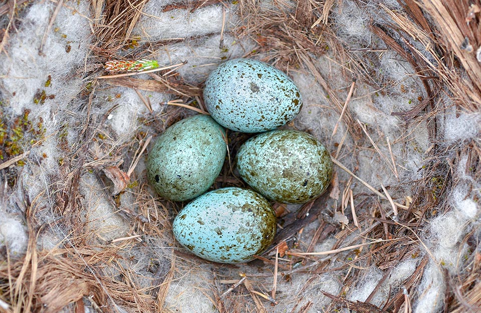 Le nid, placé très en hauteur sur les arbres, est garni de laine et peut contenir jusqu'à 6 œufs bleu vif, finement tachetés de brun roussâtre © Gianfranco Colombo