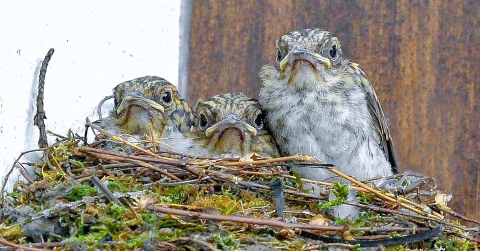 Muscicapa striata, Muscicapidae, Papamoscas gris